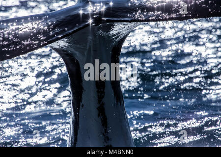 Baleine à bosse juste avant la plongée au large des côtes de l'Australie Banque D'Images