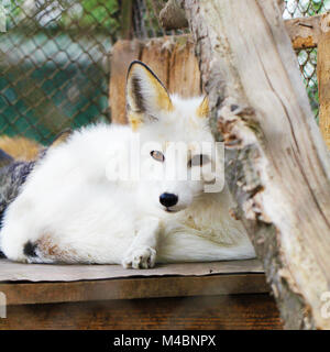 Le renard arctique blanc portrait animal Banque D'Images