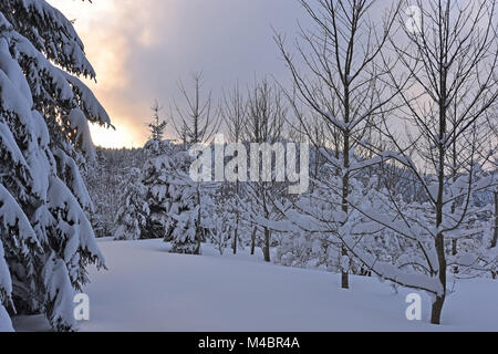 La lumière du soleil dernier dans une forêt couverte de neige profonde. La Bavière, Allemagne Banque D'Images