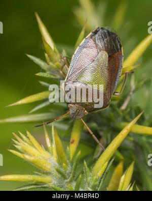 L'ajonc Shieldbug (Piezodorus lituratus) au repos sur un ajonc bush. Tipperary, Irlande. Banque D'Images