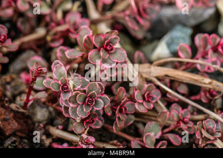 Sedum spurium orpin rouge foncé, deux couleurs Banque D'Images