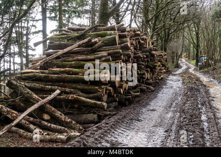 Pile dans le journal où les arbres forestiers sont défrichées Banque D'Images