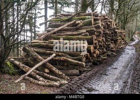 Pile dans le journal où les arbres forestiers sont défrichées Banque D'Images