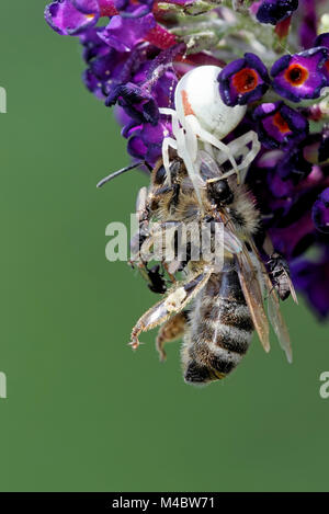 Araignée crabe goldenrod Banque D'Images