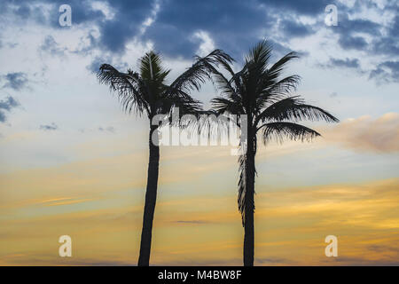 Palm Trees against Sunset Sky Banque D'Images