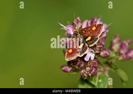 Papillon de menthe Banque D'Images