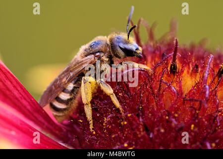 Abeille sur une échinacée pourpre Banque D'Images