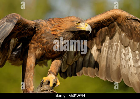 Aigle des steppes Banque D'Images