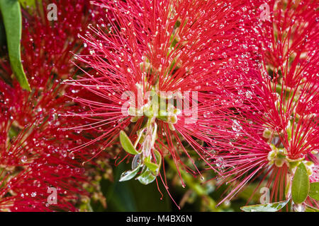 Fleur rouge bottlebrush Callistemon rugulosus, Australie, Banque D'Images