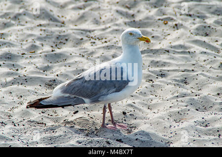 Mouette sur la plage Banque D'Images