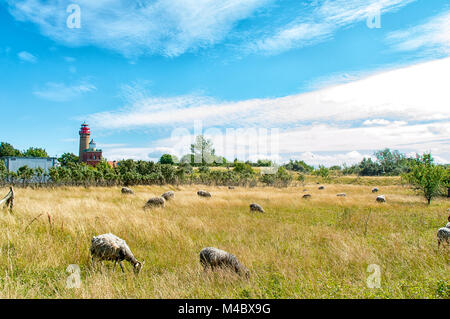 Moutons sur Ruegen Banque D'Images