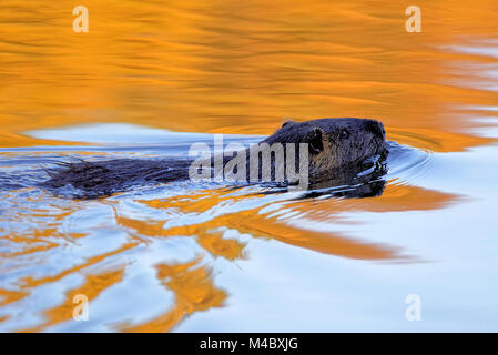 Le ragondin dans un étang Banque D'Images