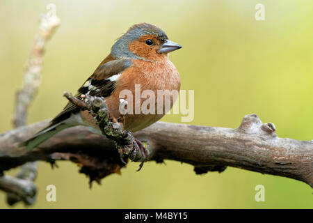 Chaffinch sur une branche Banque D'Images