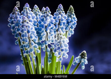 Les muscaris, Muscari armeniacum Banque D'Images