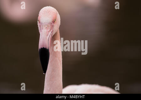 Flamants Roses à Martin simple Wildfowl & Wetlands Trust Banque D'Images