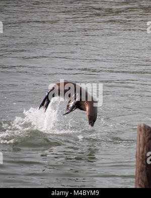 Sea Lion sautant de l'eau comme un dauphin Banque D'Images