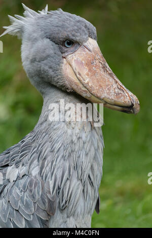 Shoebill Banque D'Images