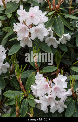 Rhododendron fleurs à Bowood House Banque D'Images