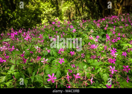 Fleurs roses en forêt dans le parc national de Garajonay Banque D'Images