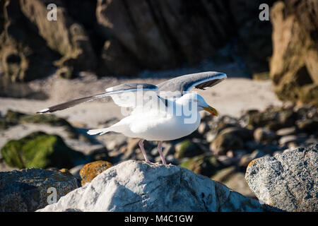 Mouette de l'ampleur de s'envoler Banque D'Images