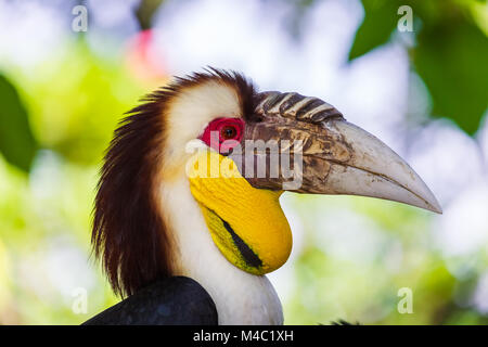 Oiseau Calao nimbés dans l'île de Bali en Indonésie Banque D'Images