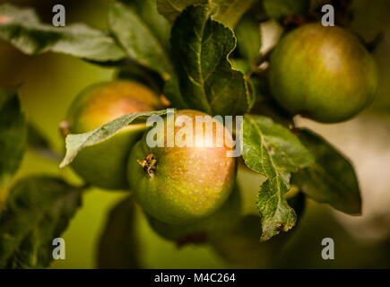 Pearmain pomme sur l'arbre Banque D'Images