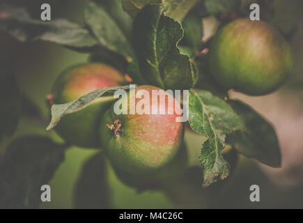 Pearmain pomme sur l'arbre Banque D'Images