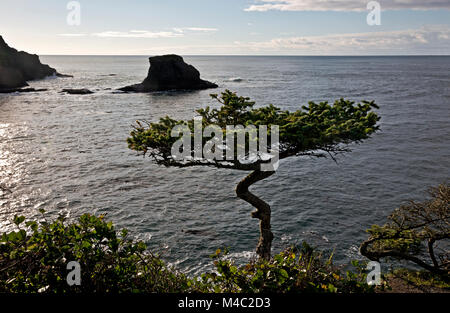 WA13441-00...WASHINGTON - Twisted tree et patiné sur la pointe du cap Flattery donnant sur l'océan Pacifique. Banque D'Images