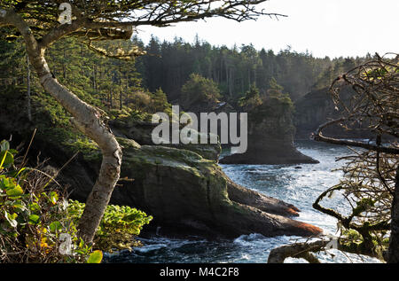 WA13447-00...WASHINGTON - arbre altéré au point de vue supérieur sur le sentier du cap Flattery à plus d'une anse sur le côté sud de la cape. Banque D'Images