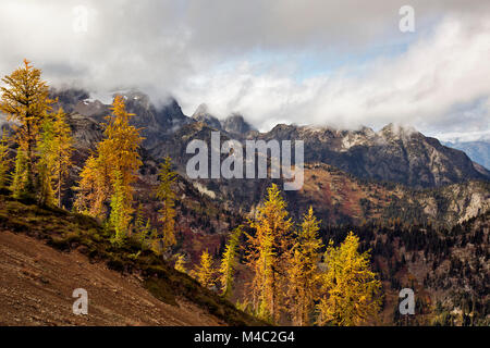 WA13450-00...WASHINGTON mélèzes - Couleurs d'automne érable sportives ci-dessous (en cascades de Okanogan - Wenatchee National Forest. Banque D'Images