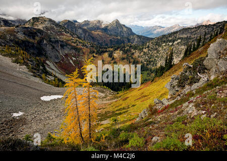 WA13452-00...WASHINGTON mélèzes - Couleurs d'automne érable sportives ci-dessous (en cascades de Okanogan - Wenatchee National Forest. Banque D'Images