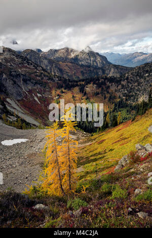 WA13453-00...WASHINGTON mélèzes - Couleurs d'automne érable sportives ci-dessous (en cascades de Okanogan - Wenatchee National Forest. Banque D'Images