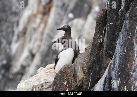 Guillemot à l'Isle de mai Banque D'Images