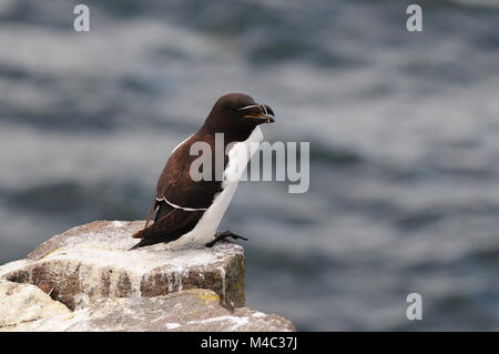 Petit pingouin sur l'île de mai l'Ecosse Banque D'Images