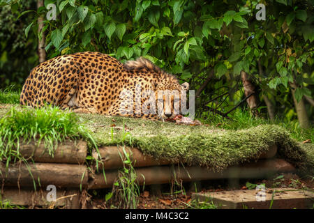 Cheetah festoyer sur la viande Banque D'Images