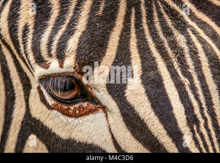 L'oeil de zebra Banque D'Images