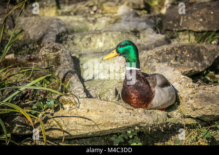 Canard sur un rocher Banque D'Images