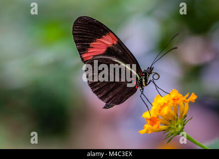 Le Postman butterfly Banque D'Images