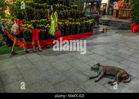 Klang, Malaisie. Feb 15, 2018. Un chien est considéré sommeille en le temple Kuan Yin pour la prochaine célébration du Nouvel An chinois à Chicago à l'extérieur de Kuala Lumpur le 15 février 2018. Le Nouvel An chinois le 16 février vous accueille l'année du chien (aussi connu comme l'année de la Terre chien). Credit : Samsul dit/AFLO/Alamy Live News Banque D'Images