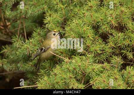 Goldcrest,le plus petit oiseau du Royaume-Uni pour la chasse aux insectes dans un pin dans la Valley Gardens, Harrogate, North Yorkshire, Angleterre, Royaume-Uni. Banque D'Images