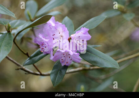 Rhododendron 'Groupe' esquamatum rubiginosum Banque D'Images