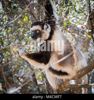 Le Propithèque de verreaux (Propithecus verreauxi), Lemur, Madagascar Banque D'Images