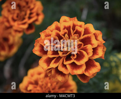 Couleur Marigold Riot Banque D'Images