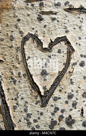 Vieux coeur sculpté dans un tronc d'arbre d'aspen Banque D'Images