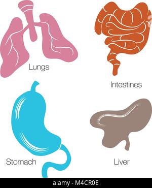 L'image d'un ensemble d'organes humains. Illustration de Vecteur