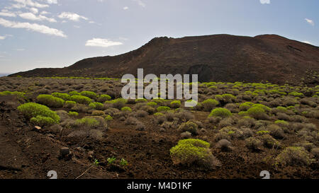 Vue panoramique de Orchilla cône de cendres volcaniques à Punta de la Orchilla, plantes endémiques avec Euphorbia, à l'île d'El Hierro (Canaries, Espagne) Banque D'Images