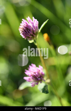 Une fleur de trèfle macrophotographie des prises dans les montagnes de Beskydy meadow en tchèque Banque D'Images