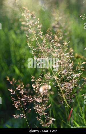 Une macrophotographie des Beskydes Mountain meadow en tchèque Banque D'Images