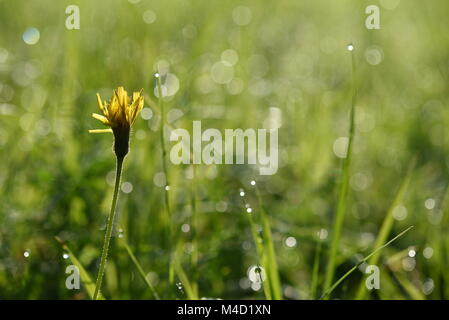 Une macrophotographie des Beskydes Mountain meadow en tchèque Banque D'Images