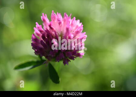 Une fleur de trèfle macrophotographie des prises dans les montagnes de Beskydy meadow en tchèque Banque D'Images